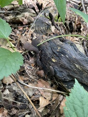 Xylaria longipes