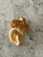 Craterellus lutescens