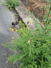 Cleome viscosa