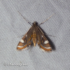 Strepsinoma croesusalis