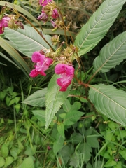 Impatiens glandulifera