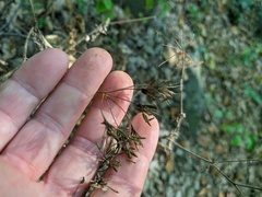 Chaerophyllum nodosum
