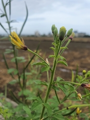 Cleome viscosa