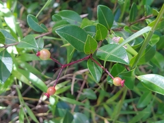 Myrcia citrifolia citrifolia