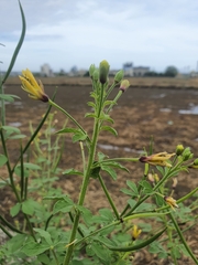 Cleome viscosa
