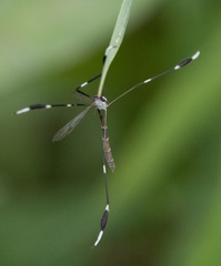 Bittacomorpha clavipes