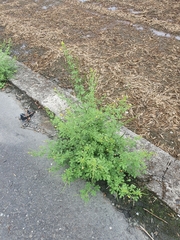 Cleome viscosa