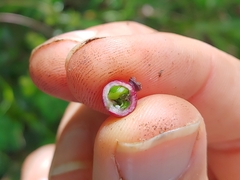 Myrcia citrifolia citrifolia