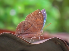 Kallima horsfieldii