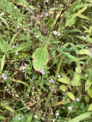 Euphrasia stricta