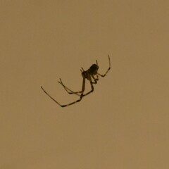 Araneomorphae