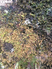 Ptychomnion aciculare