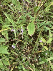 Euphrasia stricta