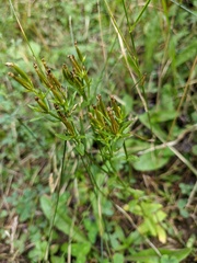 Centaurium