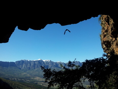 Rousettus aegyptiacus