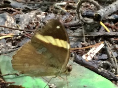 Xanthotaenia busiris