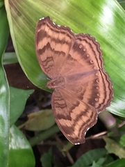 Junonia iphita