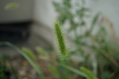 Setaria viridis