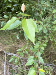 Populus balsamifera