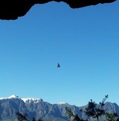 Rousettus aegyptiacus