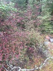 Nothofagus fusca