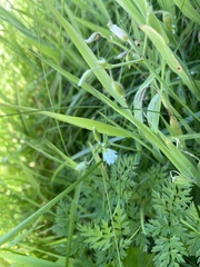Stellaria graminea