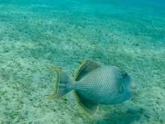 Pseudobalistes flavimarginatus