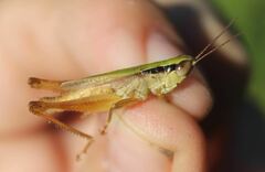 Dichromorpha elegans