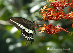 Papilio liomedon