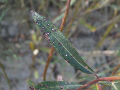 Phyllosticta salicicola