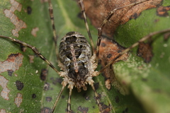 Lacinius dentiger