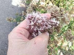 Eupatorium cannabinum