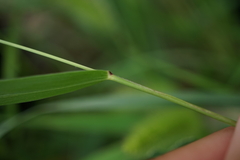 Setaria viridis
