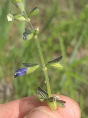 Salvia subincisa