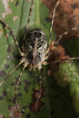 Lacinius dentiger