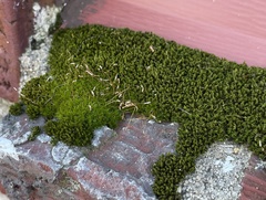 Ceratodon purpureus