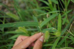 Setaria viridis