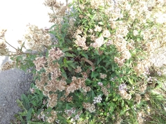 Eupatorium cannabinum