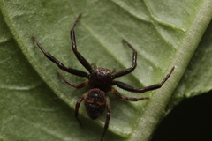 Synema globosum
