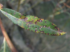 Phyllosticta salicicola