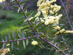 Acacia oxycedrus