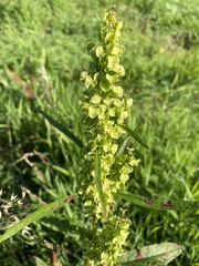Rumex longifolius