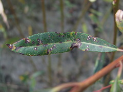 Phyllosticta salicicola
