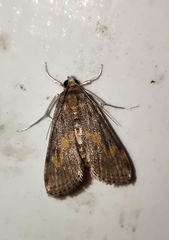 Parapoynx crisonalis