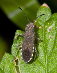 Catorhintha guttula