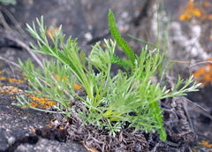 Artemisia campestris caudata
