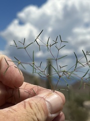 Euphorbia gracillima