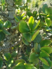 Crassula ovata