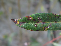 Phyllosticta salicicola