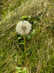 Taraxacum erythrospermum
